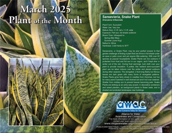 Plant of the month Sansevieria Snake Plant jpg