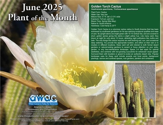 June plant of the month of a cactus with a white flower