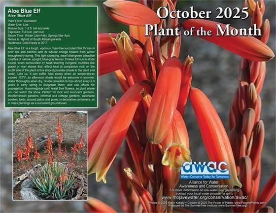 Image of Plant of the Month the Aloe Blue Elf with text