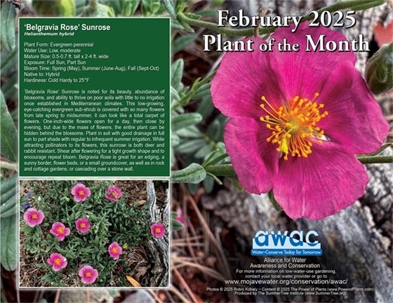 evergreen shrub with hot pink flowers with a yellow center (jpg)