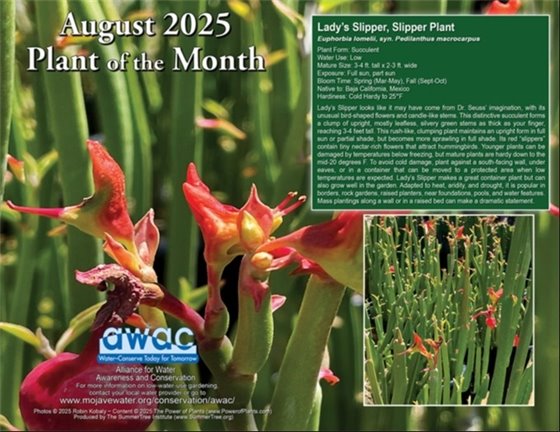 August 2025 Plant of the Month - Lady's Slipper 
