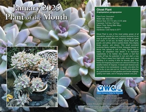 Plant of the Month the Ghost Plant