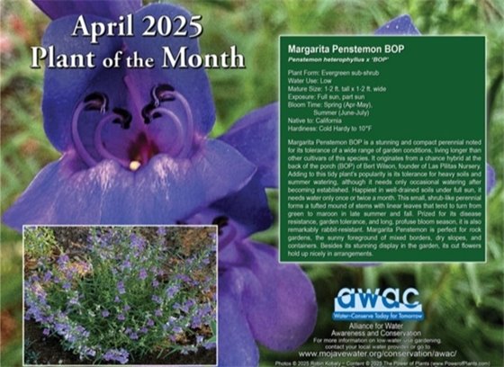 April plant of the month photo Margarita Penstemon
