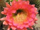 photo of cactus flower