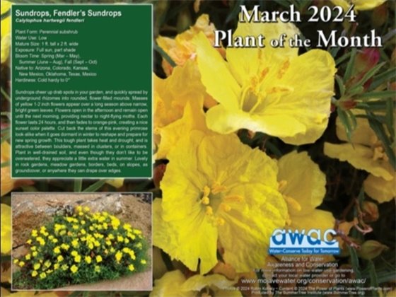 Plant of the Month March 2024 - Sundrop