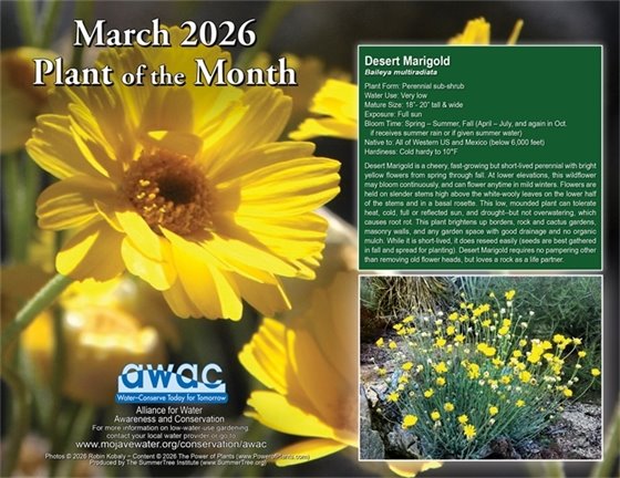 February Plant of the month the Desert Marigold