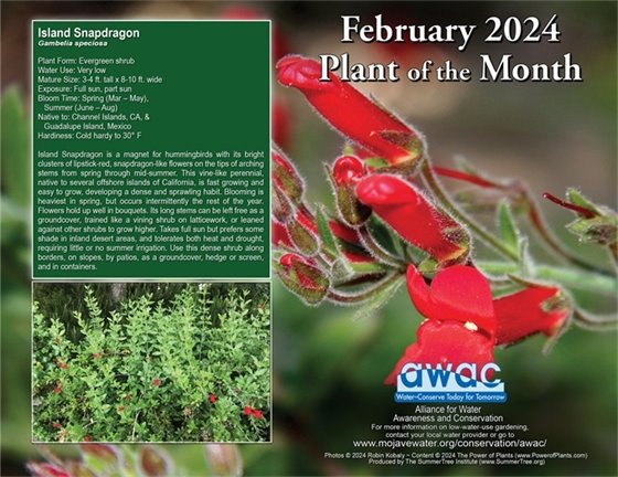 vine like bush with red flowers