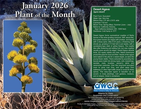 January Plant of the Month photo Desert Agave with link