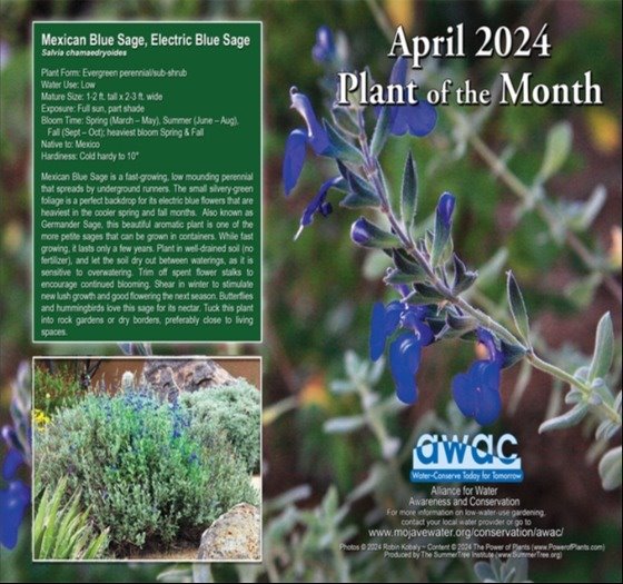Plant of the Month March 2024 - Sundrop