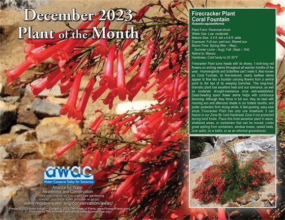 Plant of the Month photo Firecracker Plant Coral Fountain