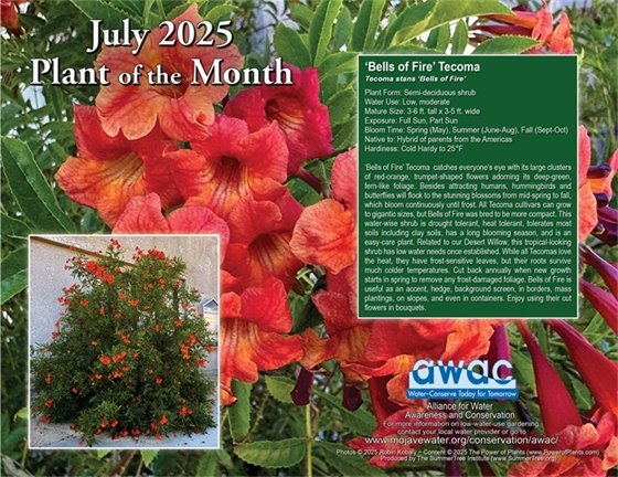 July 2025 Plant of the Month Bells of Fire Tecoma photo