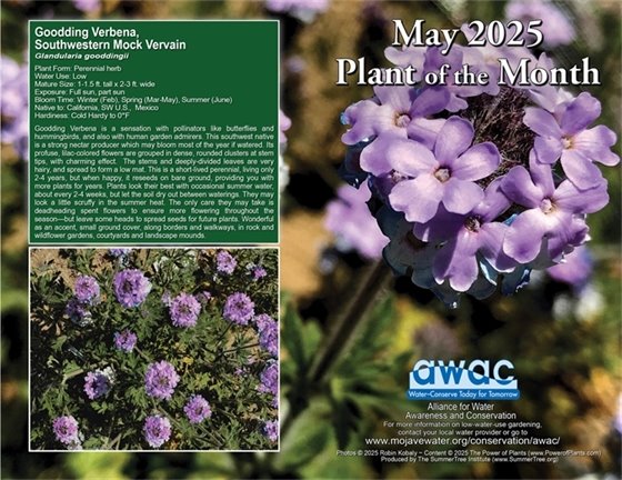 May plant of the month photo Goodding Verbena