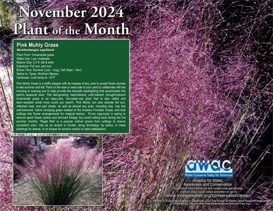 ornamental grass with purple flower plumes (JPG)