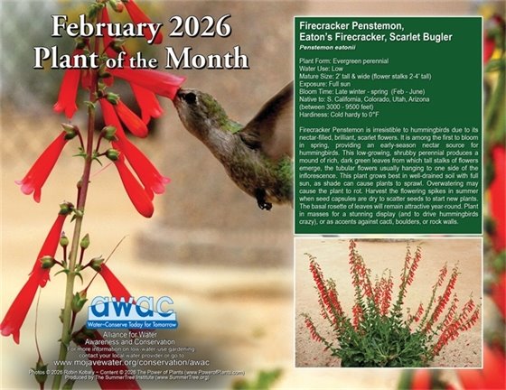February Plant of the month the Firecracker Penstemon