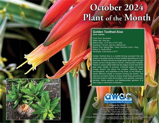Plant of the Month for October - the Golden Toothed Aloe