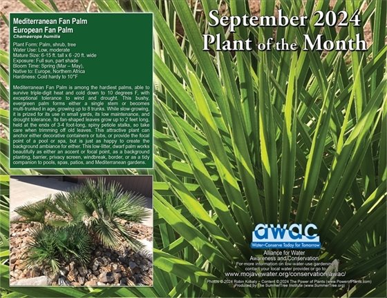 evergreen palm with fan shaped leaves (JPG)