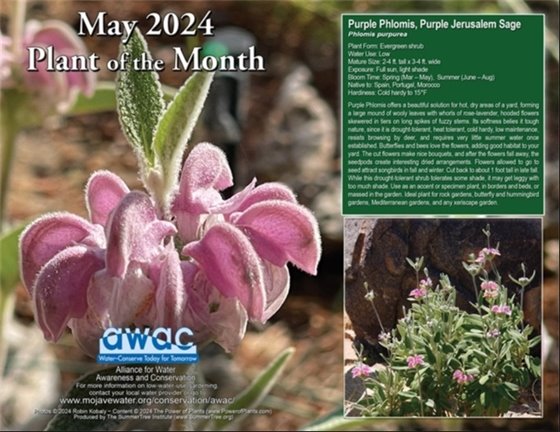 Plant of the Month for May Purple Phlomis/Purple Jerusalem Sage