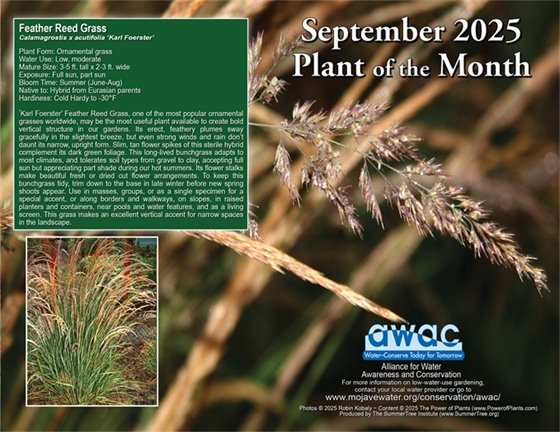 September 2025 Plant of the Month - Feather Reed Grass