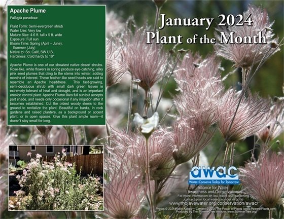 January Plant of the Month the Apache Plume