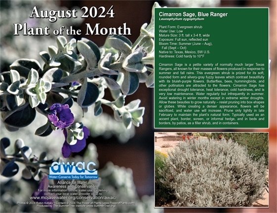 Gray fuzzy leaves with bluish-purple flowers (JPG)