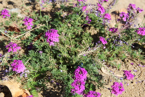 Purple Flowers in the Desert